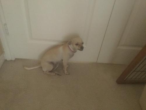 Lost Female Dog last seen Cuyama rd and japatul, Apple Valley, CA 92307