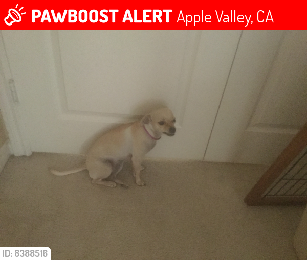 Lost Female Dog last seen Cuyama rd and japatul, Apple Valley, CA 92307