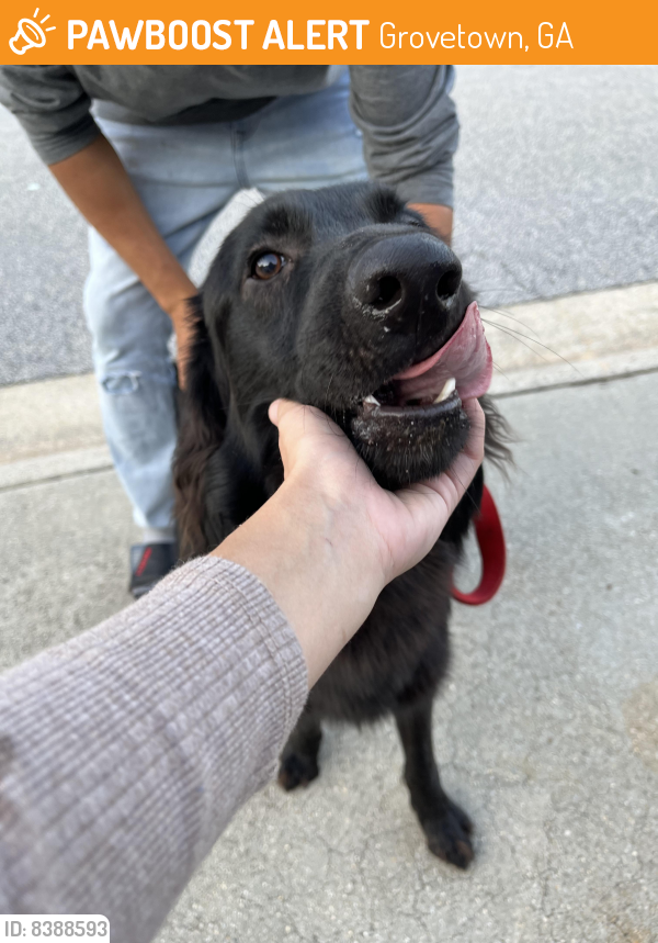 Found/Stray Unknown Dog last seen Neighborhood Walmart in Grovetown ga, Grovetown, GA 30813