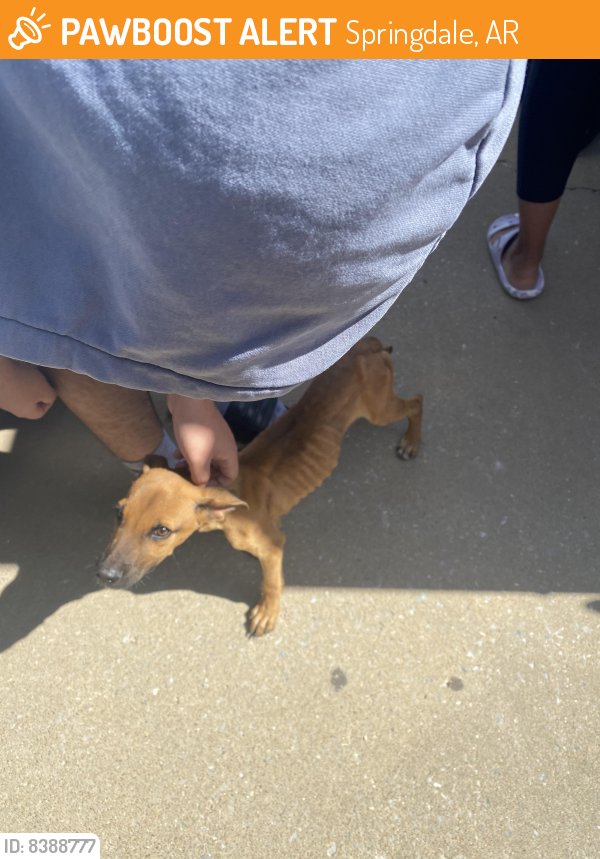 Rehomed Male Dog in Springdale, AR 72764 (ID 8388777) PawBoost