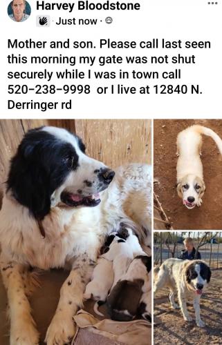 Lost Female Dog last seen Near N. Derringer rd, avra valley, 85653, Marana, AZ 85653