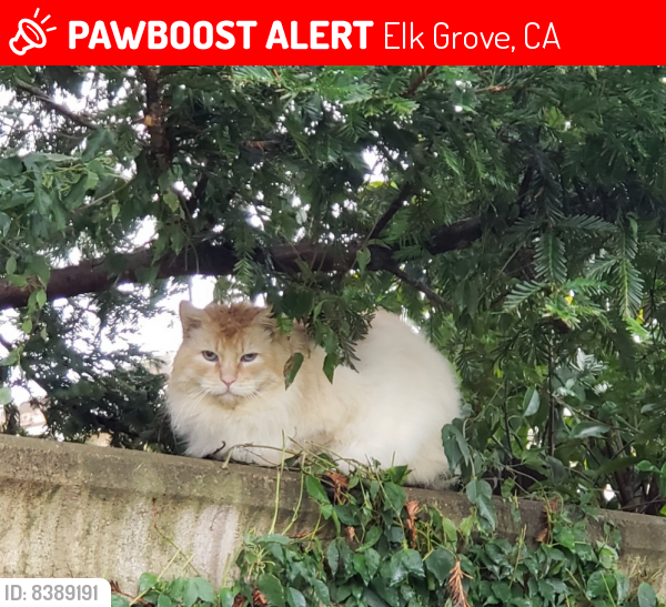Lost Unknown Cat last seen E. Taron & Nestling Cir - Elk Grove 95757, Elk Grove, CA 95757
