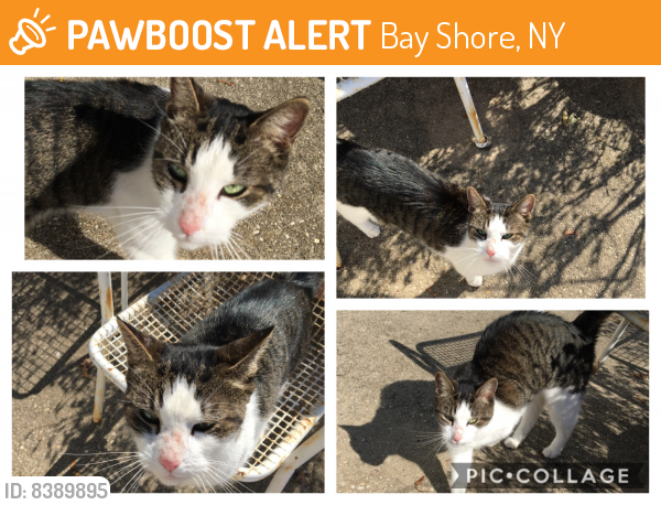 Found/Stray Male Cat last seen Hyman and Muncey, Bay Shore, NY 11795