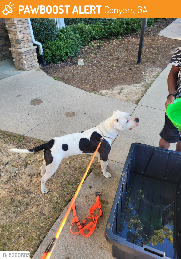 Found/Stray Male Dog last seen Stonecrest Mall, Conyers, GA 30013