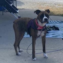 Lost Female Dog last seen Near hwy, Lebanon, MO 65536