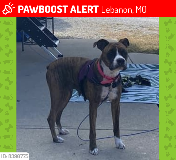 Lost Female Dog last seen Near hwy, Lebanon, MO 65536