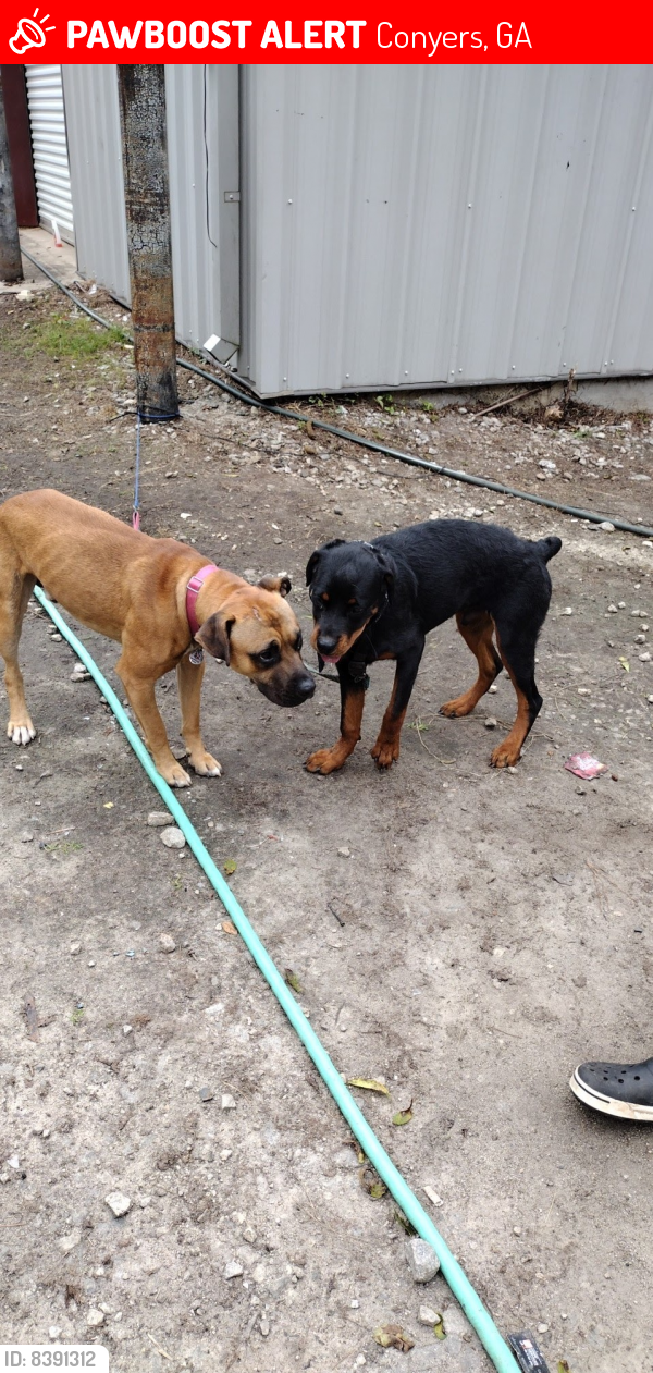 Lost Male Dog last seen Lake view ests in Conyers ga, Conyers, GA 30012