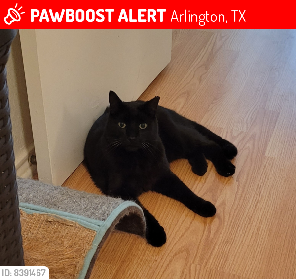 Lost Male Cat last seen Palos Verdes Blvd & Rio Altos Dr, Arlington, TX 76017