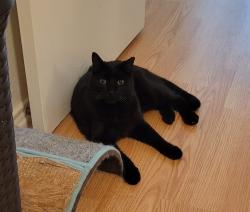 Lost Male Cat last seen Palos Verdes Blvd & Rio Altos Dr, Arlington, TX 76017