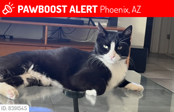 Lost Male Cat last seen 16th street and Ocotillo (just north of Glendale), Phoenix, AZ 85016