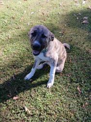 Reunited Male Dog last seen Near campbell rd and hwy 41, Tunnel Hill, GA 30755
