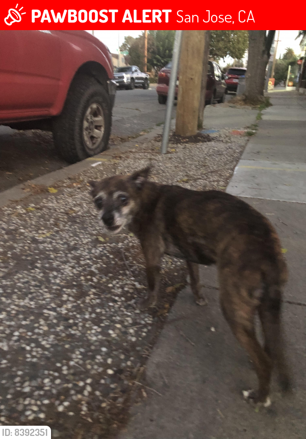 Lost Female Dog last seen Goodyear and lick , San Jose, CA 95110
