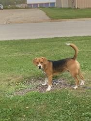 Lost Male Dog last seen D Ave & US 131, Kalamazoo, MI 49009