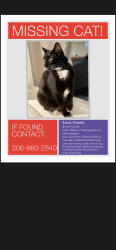 Lost Female Cat last seen East side of Jefferson golf course, Seattle, WA 98108