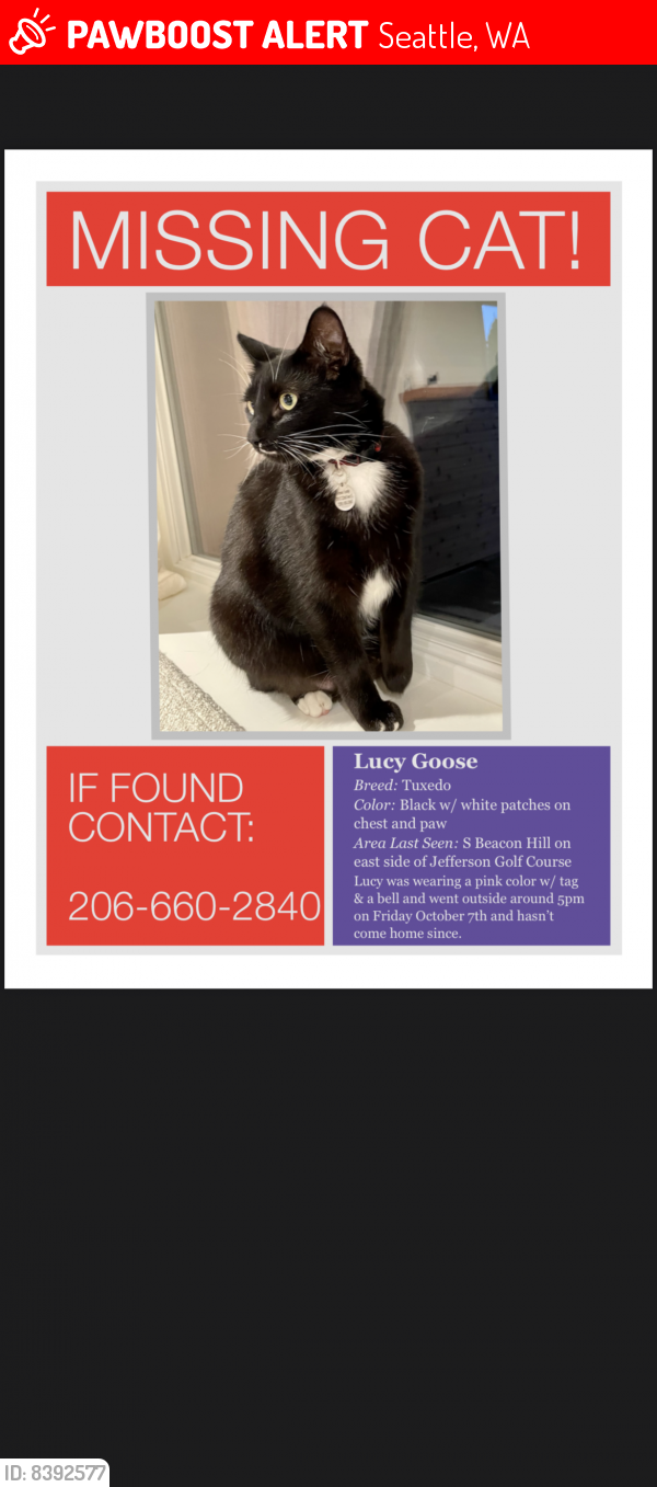Lost Female Cat last seen East side of Jefferson golf course, Seattle, WA 98108