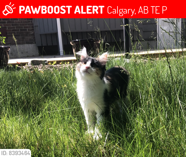Lost Female Cat last seen Back alley of 43st and 44st sw , Calgary, AB T3E 4P7