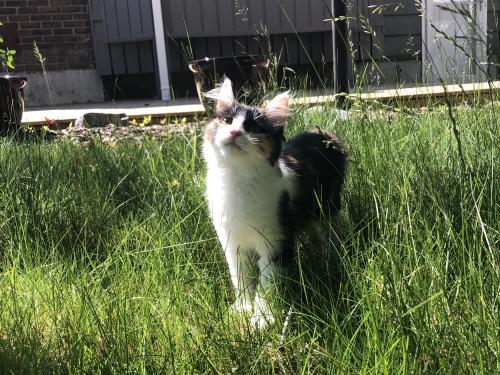 Lost Female Cat last seen Back alley of 43st and 44st sw , Calgary, AB T3E 4P7