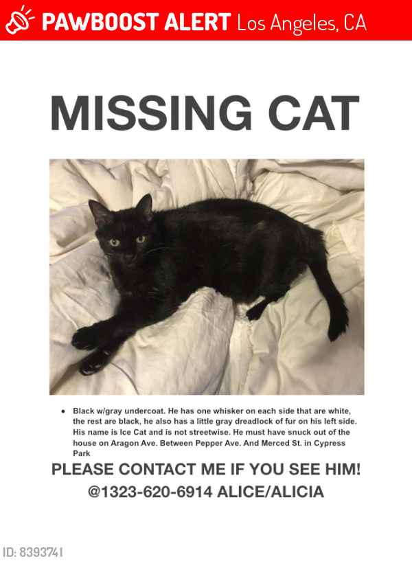 Los Angeles, CA Lost Male Cat, Ice Cat Is Missing | PawBoost