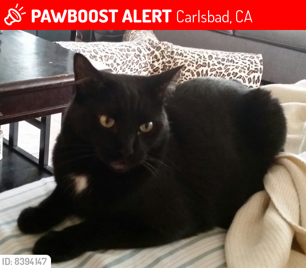 Lost Male Cat last seen Marron & El Camino Real Carlsbad mall, Carlsbad, CA 92008