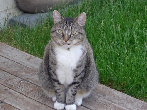 Lost Male Cat last seen Meadowlark Park, Edmonton, AB T5R
