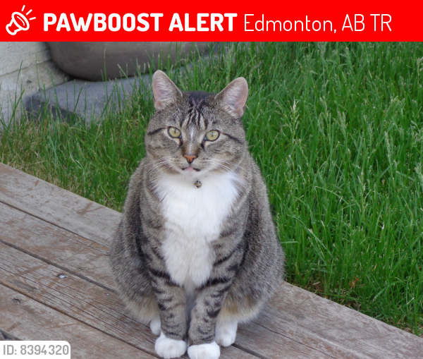 Lost Male Cat last seen Meadowlark Park, Edmonton, AB T5R
