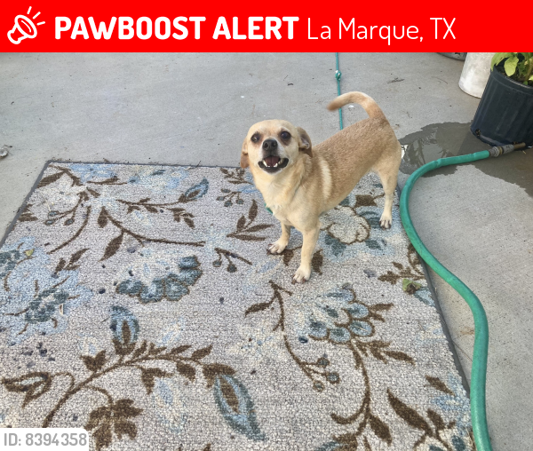 Lost Male Dog in La Marque, TX 77568 Named Max (ID 8394358) PawBoost