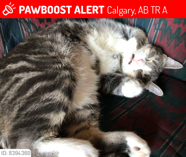 Lost Female Cat last seen YMCA NW, Calgary, AB T3R 1A6