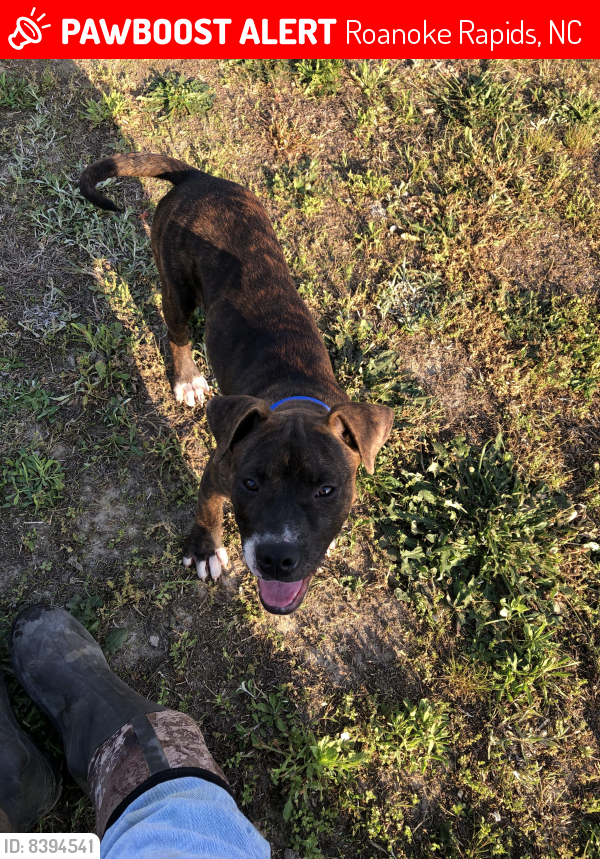 Lost Male Dog last seen Carolina rest  , Roanoke Rapids, NC 27870
