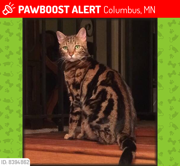 Lost Male Cat last seen Pine ST and Zodiac Columbus MN, Columbus, MN 55014