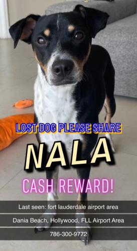 Lost Female Dog last seen Fort Lauderdale airport area , Fort Lauderdale, FL 33315
