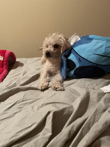 Lost Male Dog last seen Kedzie and 64th street., Chicago, IL 60629