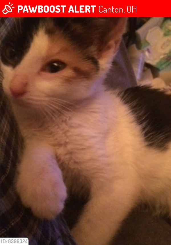 Lost Female Cat in Canton, OH 44709 Named Samantha (ID 8396324) PawBoost