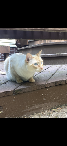 Lost Male Cat last seen Highland Meadows and Highland Green, Medina, Ohio, Medina, OH 44256
