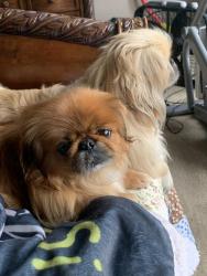 Lost Female Dog last seen St Rt 123 or St Rt 741 near West Pekin Rd, Springboro, OH 45066