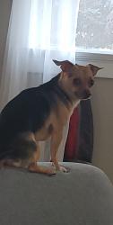 Lost Male Dog last seen Wayne and belmont, Dayton, OH 45420