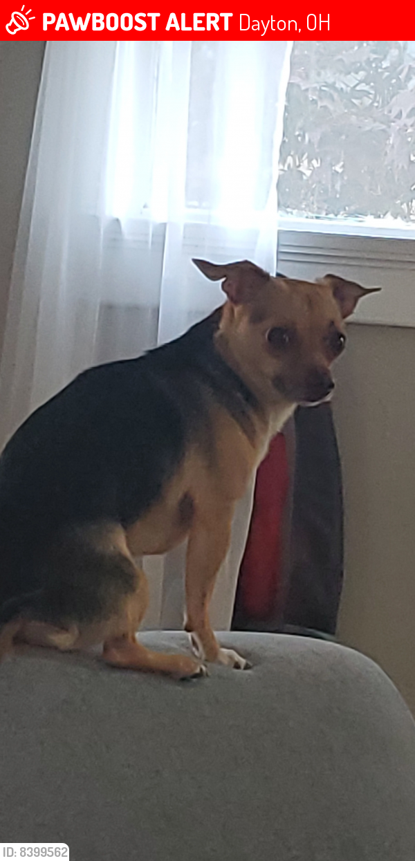 Lost Male Dog last seen Wayne and belmont, Dayton, OH 45420