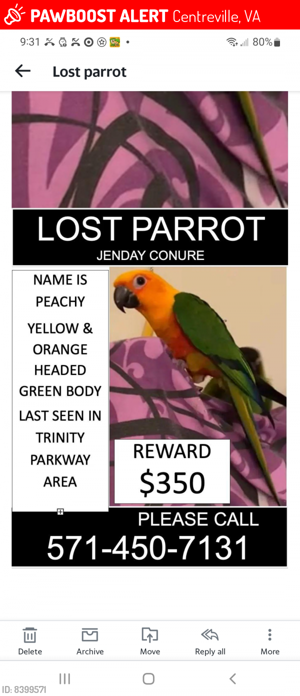 Lost Male Bird last seen Trinity parkway centreville, Centreville, VA 20124
