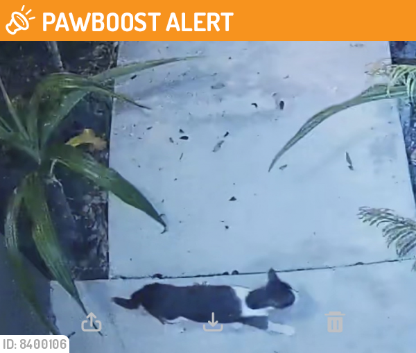 Rehomed Male Cat in West Palm Beach, FL 33401 (ID 68400106) PawBoost