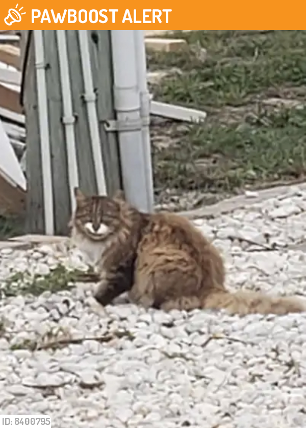 Found/Stray Unknown Cat last seen Hope Avenue , New Smyrna Beach, FL 32169
