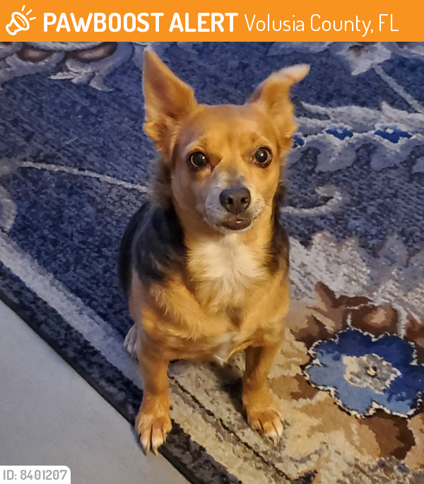 Found/Stray Female Dog last seen Bald cypress and Hickory tree, Volusia County, FL 32724