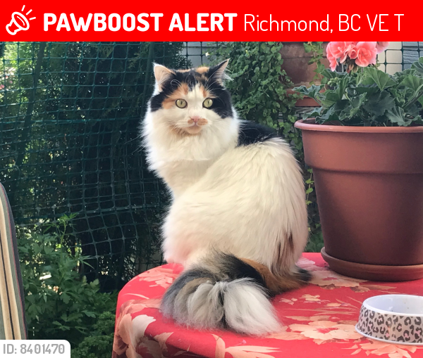 Lost Female Cat last seen Near Bayview Street, Richmond BC V7E 6T6, Richmond, BC V7E 6T6