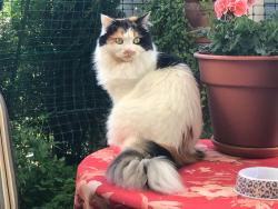 Lost Female Cat last seen Near Bayview Street, Richmond BC V7E 6T6, Richmond, BC V7E 6T6