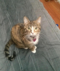 Lost Female Cat last seen Bowness, Calgary, Calgary, AB 