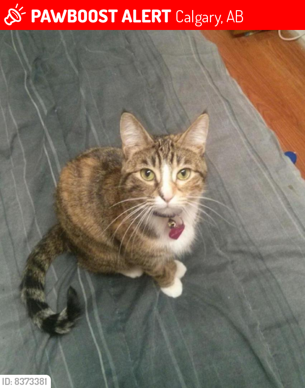 Lost Female Cat last seen Bowness, Calgary, Calgary, AB 