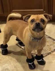 Lost Male Dog last seen Devonshire & Sanderson , Hemet, CA 92545