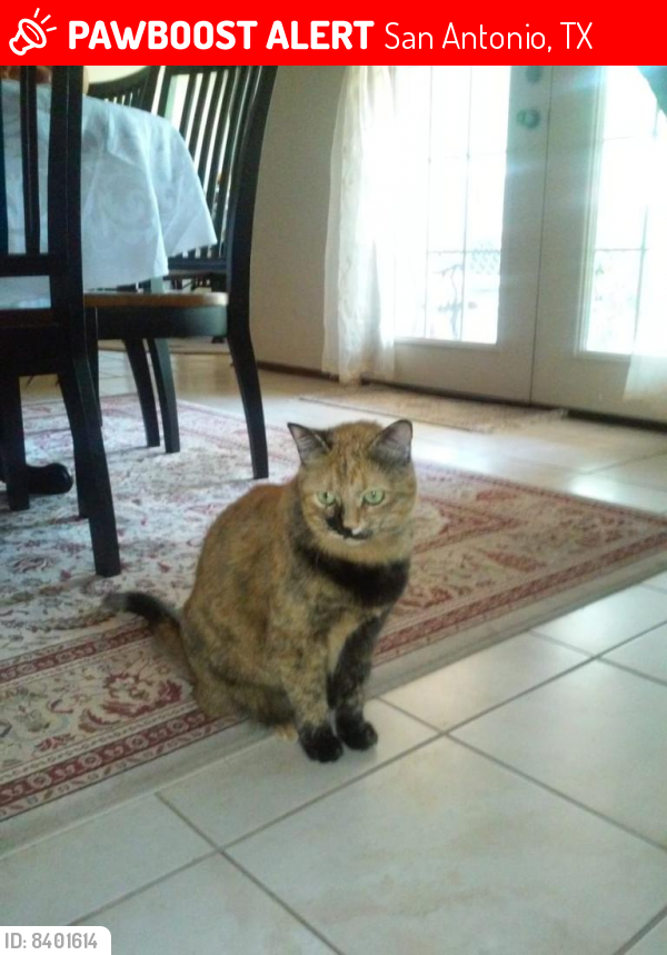 Lost Female Cat last seen Street , San Antonio, TX 78247
