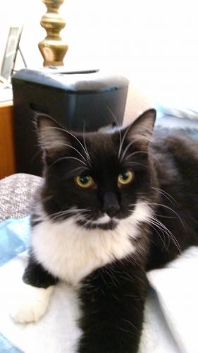 Lost Female Cat last seen Pineview Drive / Driftwood Ave / Elm and Folley / Elgin  Chandler   , Chandler, AZ 85226
