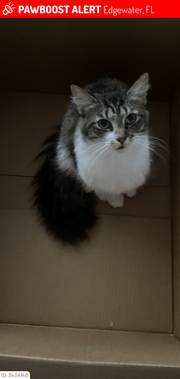Lost Female Cat last seen 18th Needle and 442 , Edgewater, FL 32132