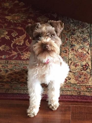Lost Female Dog last seen SE 149th and Air Depot, Oklahoma City, OK 73165