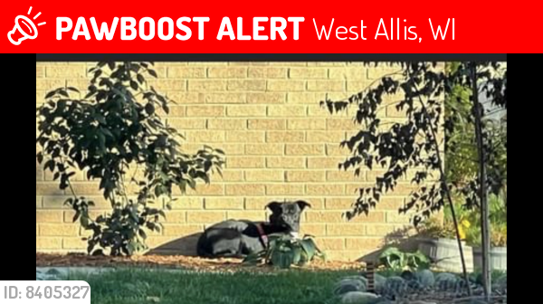 Lost Male Dog last seen Hayes, Cleveland , West Allis, WI 53227